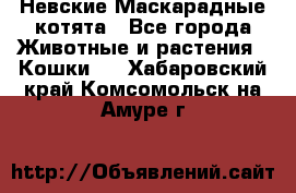 Невские Маскарадные котята - Все города Животные и растения » Кошки   . Хабаровский край,Комсомольск-на-Амуре г.